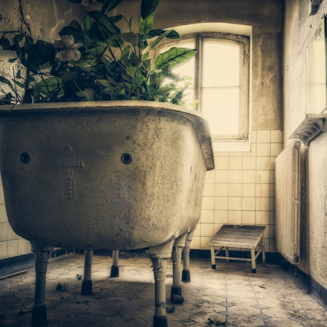 Photo of an antique bathtub in front of a bright window with plants growing out of it